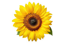 Isolated Beautiful Sunflower On White Background With Clipping Path