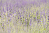 Fototapeta Lawenda - Close-up detail of a field of English Lavender bushes, with a shallow depth of field and soft colors.