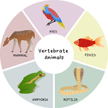 Vertebrates Animals Classifications Diagram Vector Illustration, Pisces, Amphibia, Mammal, Aves, Reptilia, Animal Infographic
