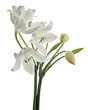 Crinum moorei flowers, Natal Lily, White Lily isolated on white background   