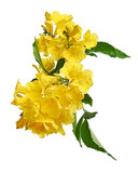 Fototapeta Tulipany - Yellow trumpet flower, Tecoma stans, Yellow flowers isolated on white background with clipping path   