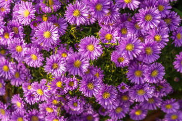 Wall Mural - Astra novi-Belgian, now Symbiotrichum novi-Belgian. Flowers of Symphyotrichum novi-belgii. Close-up of the pink-flowering herbaceous perennial aster symphyotrichum novi-belgii rosenwitchel. Floral bac