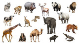 Fototapeta Zwierzęta - African safari animal on transparent background. Illustration set. Wildlife