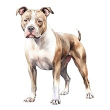 American Pit Bull Terrier Dog Breed Watercolor Illustration. Pet Drawing On White Background.
