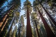 Towering sequoia forest with trees reaching astonishing heights
