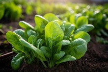 Organic Green Spinach Growing In The Garden, Generative AI
