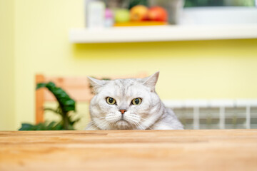 Wall Mural - A funny big gray cat with beautiful big green eyes looks out from behind the table. Cute fluffy cat. Free space for text.