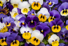 Pansies As A Floral Background. Natural Multicolored Backdrop.