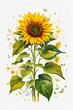 Sunflower watercolor illustration with white background
