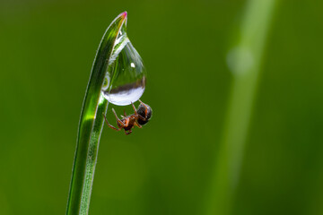 spider sits on green grass in dew drops. small black spider on the grass after rain, close-up. blurred green background, place for text