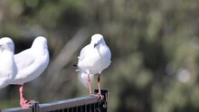 Close Up Of Seagull Standing On A Fence With Another Seagull.