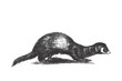 Polecat (Mustela putorius). Doodle sketch. Vintage vector illustration.