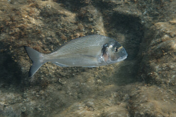 Sticker - Gilthead seabream (Sparus aurata) in Mediterranean Sea