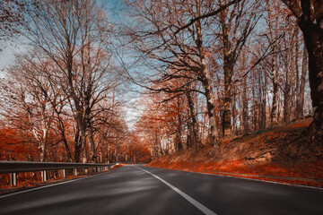 Wall Mural - Road through the autumn forest