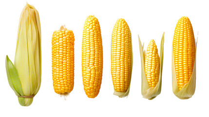 Canvas Print - Collection of corn ears on transparent background PNG