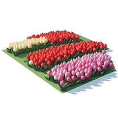 Wall Mural - Tulip field, isometric view on transparent background PNG.