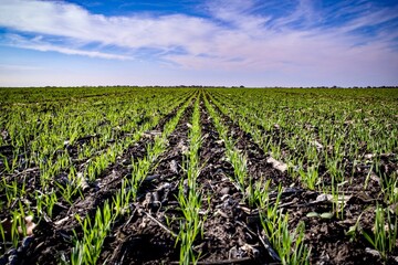 Wall Mural - field of winter wheat