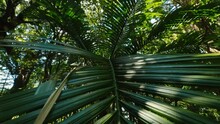 Thin Leaves Of Saw Palmetto Rised To The Sunshine. Forest In Norfolk Island Australia With Subtropical Climate.