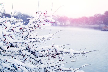 Wall Mural - A snow-covered hawthorn bush with red berries on the river bank at sunrise