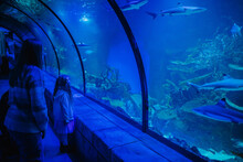 Cute Little Daughter With Mother Visiting Zoo Aquarium. People Fascinated Observing Fish At Oceanarium. Baby Kid Watching Shark And Corals. Child With Mom Looking At Deep Sea Wildlife. Back Side View.