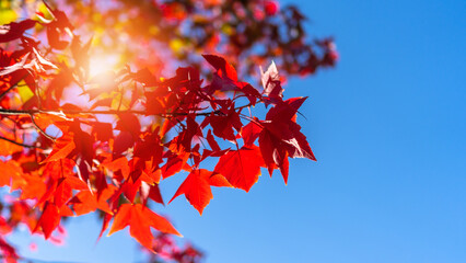 Autumn leaves of red color maple tree, fall season change blur background, view under tree looking upward against blue sky with sun flare and blurry colorful season