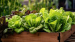 © Planetz - lettuce plants growing in wooden planter box
