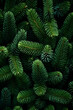 © linda_vostrovska - Fir branches green needle abstract background Christmas texture. Vertical composition.