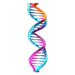 dna double helix model isolated on transparent or white background, png
