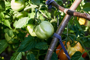 Unripe green tomatoes. Organic cultivation of domestic tomatoes. Tomato.