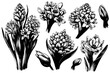 set Hyacinth flowers, buds and bulbs. hand drawn sketch
