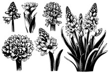 Set Hyacinth Flowers Hand Drawn Sketch