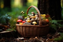 A Basket Of Mushrooms In Forest In Spring. Spring Seasonal Concept.