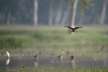 Beautiful Ducks Flying 
