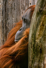 Wall Mural - sumatran orang-utan - pongo abelii, portrait of beautiful hominid primate from sumatran forests, ind