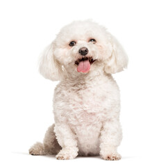 Wall Mural - Bichon frise sitting against white background