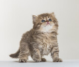 Fototapeta Zwierzęta - british longhair kitten on a white paper background