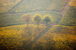 hilly vineyards in Barbaresco, Piedmont in autumn
