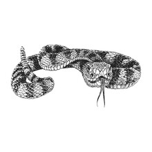 Rattlesnake, Vintage Drawn Illustration In Vector