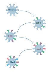 Wall Mural - A schematic diagram shows the origin and evolution of a subvariant HV.1 from Omicron via BA.2, XBB, and EG.5. Omicron sublineages. Coronovirus icons with spike proteins of a different colors.