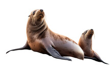 Two Playful Sea Lions Relaxing On A Seaside Rock -on Transparent Background