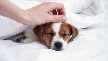 Canvas Print - Little white Puppy Dog of the Jack Russell breed is sleeping