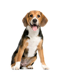 Wall Mural - sitting and panting Beagles isolated on white