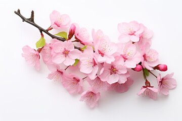 Wall Mural - Isolated image of close-up view of pink cherry blossom flower branch on white background in Spring. Spring seasonal concept.