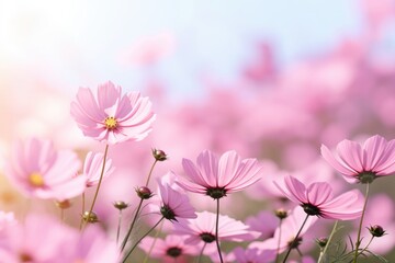 Wall Mural - Close-up view of pink cherry blossom flower petal in Spring. Spring seasonal concept.