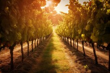 Beautiful Vineyard With Lush Grapevines Bathed In Sunlight. Generative AI