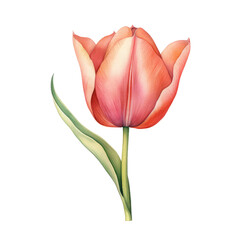 Canvas Print - tulip