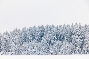 Canvas Print - Snow and frost on a coniferous forest on a cold winter day