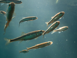 Group of common minnow fish swimming underwater