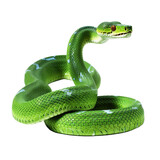 green snake png