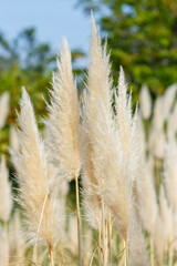 Pampas grass , or Cortaderia selloana in garden